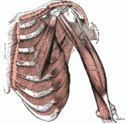 180px-400px-Thorax muscles.gif