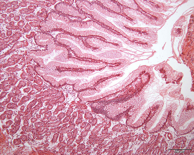 Histologi og patologi på nett - Det Medisinske Fakultet, UiO