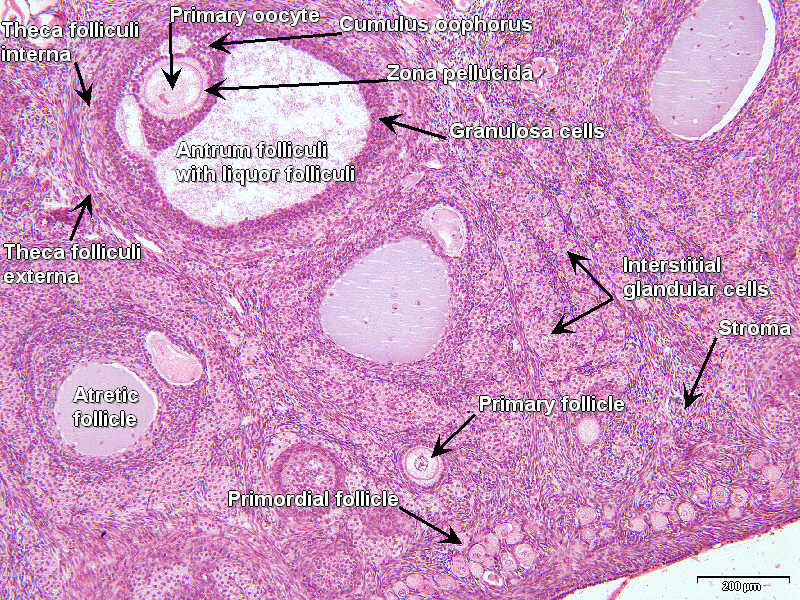 Histologi og patologi på nett - Det Medisinske Fakultet, UiO