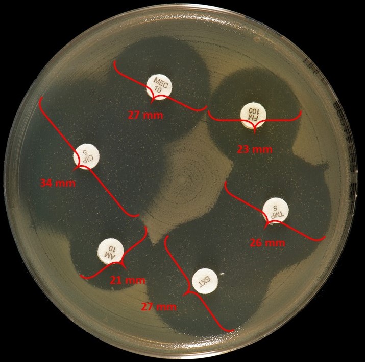 Resistensbestemmelse_E.coli