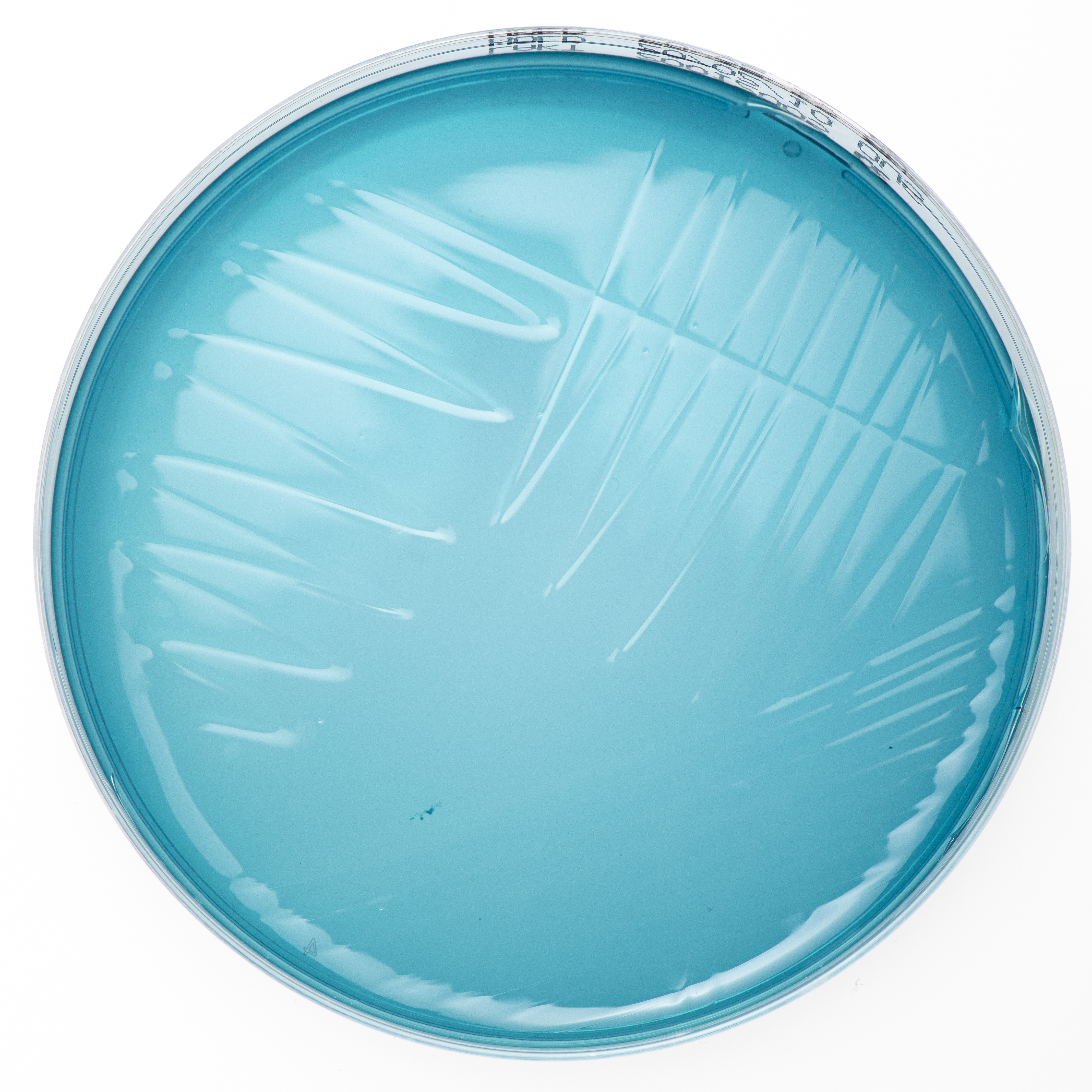 puss-abdomen_laktose