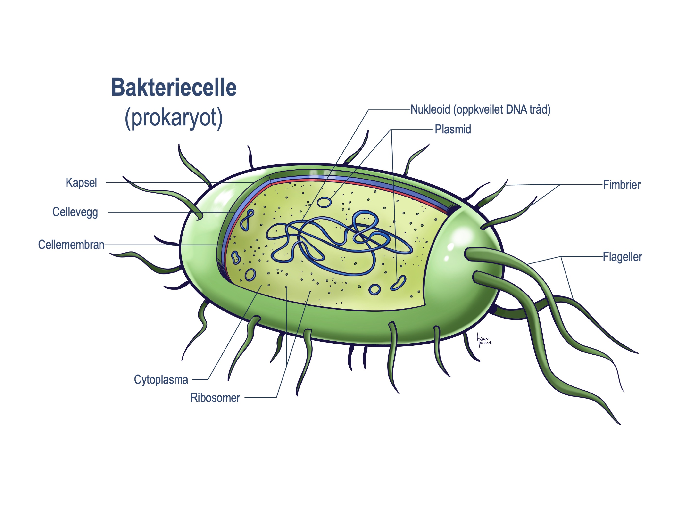 bakteriecelle