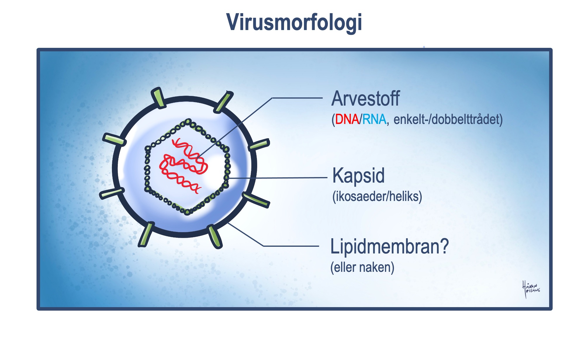 virus_morfologi