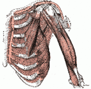 180px-200px-Thorax muscles.gif