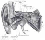 180px-Øret anatomi oversikt Gray.jpg