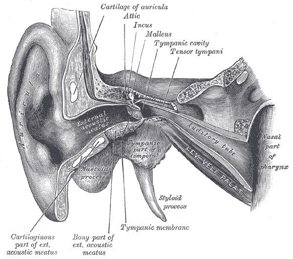 Øret anatomi oversikt Gray.jpg