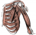 120px-200px-Thorax muscles.png