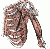 20141107105912!200px-Thorax muscles.gif