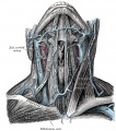 106px-Veins-of-the-neck-(Gray).jpg