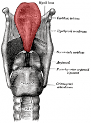 180px-Larynx-og-epiglottis.png