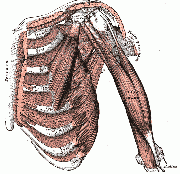 180px-Thorax muscles.gif