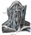 106px-180px-Veins-of-the-neck-(Gray).jpg