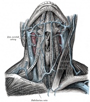 180px-Veins-of-the-neck-(Gray).jpg