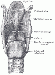 180px-Epiglottis.gif