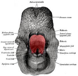 270px-Epiglottis-(Gray).png
