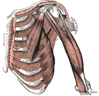 400px-Thorax muscles.gif
