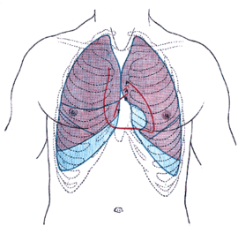 270px-Lungegrenser ventralt.gif