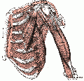 20141107105851!120px-Thorax muscles.gif