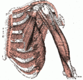 120px-180px-Thorax muscles.gif