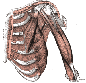 300px-Thorax muscles.gif