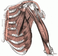 120px-400px-Thorax muscles.gif
