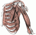 120px-200px-Thorax muscles.gif