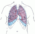 120px-180px-Lungegrenser ventralt.gif